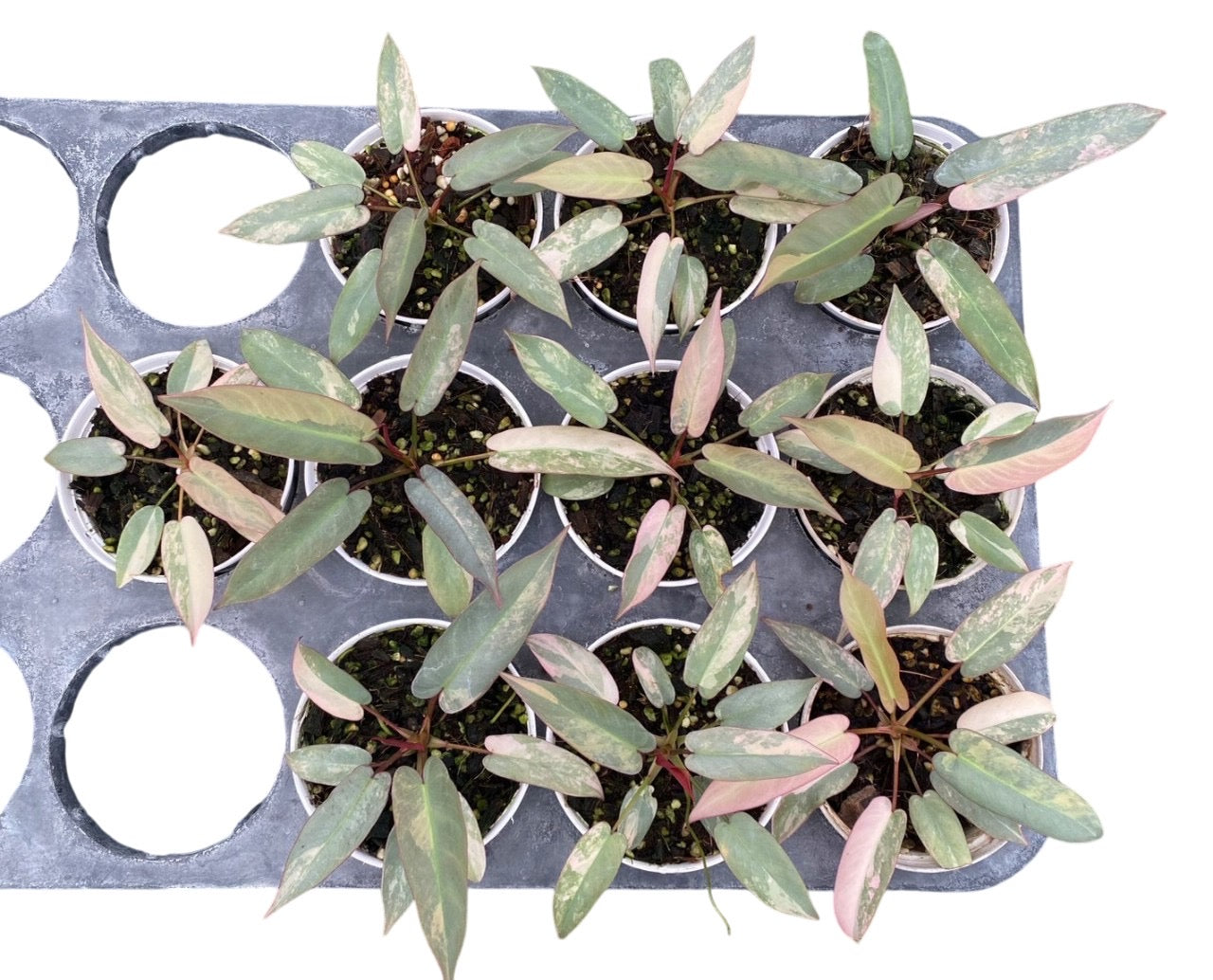 Rare Philodendron Atabapoense Pink Variegated – Lucky Plants Thailand