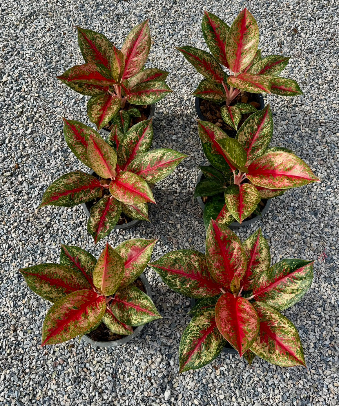Aglaonema Red emperor(1plant)
