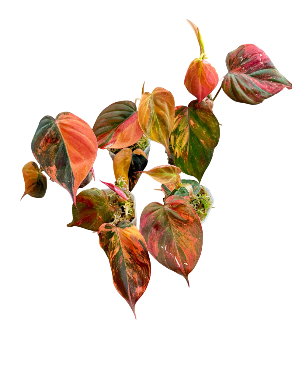Philodendron Micans Pink Variegated Set of 5 Plants