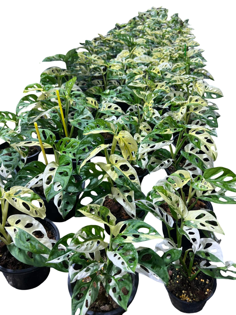 Monstera Adansonii Albo Variegated Set of 5 plants