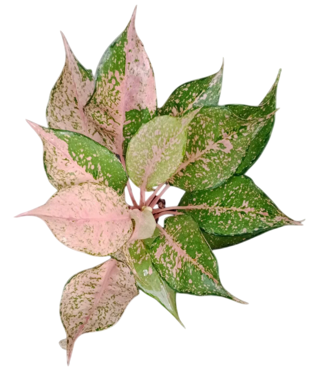 Aglaonema “Catherine” – Set of 10 Plants