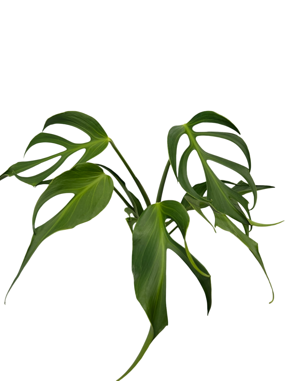 Monstera Burle Flame large size (1 Plant)