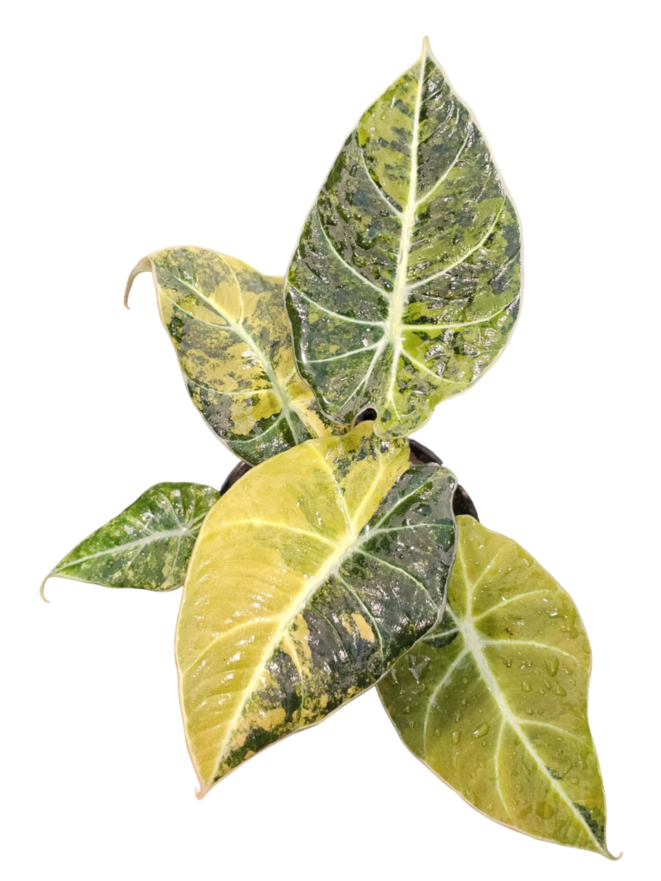 Alocasia Black Velvet “Gold” Variegated Set of 3 plants
