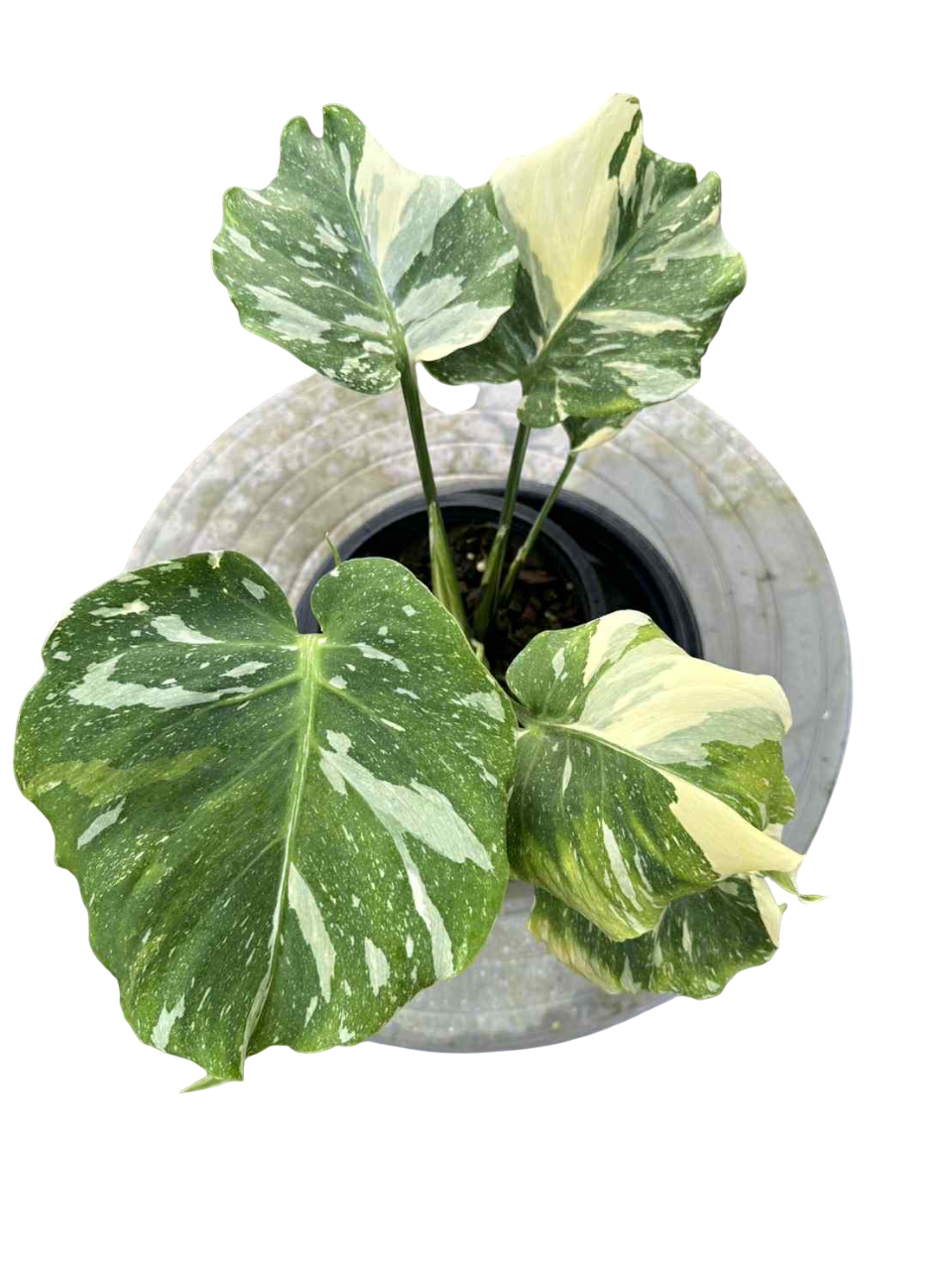 Monstera Thai Constellation Compact tricolor