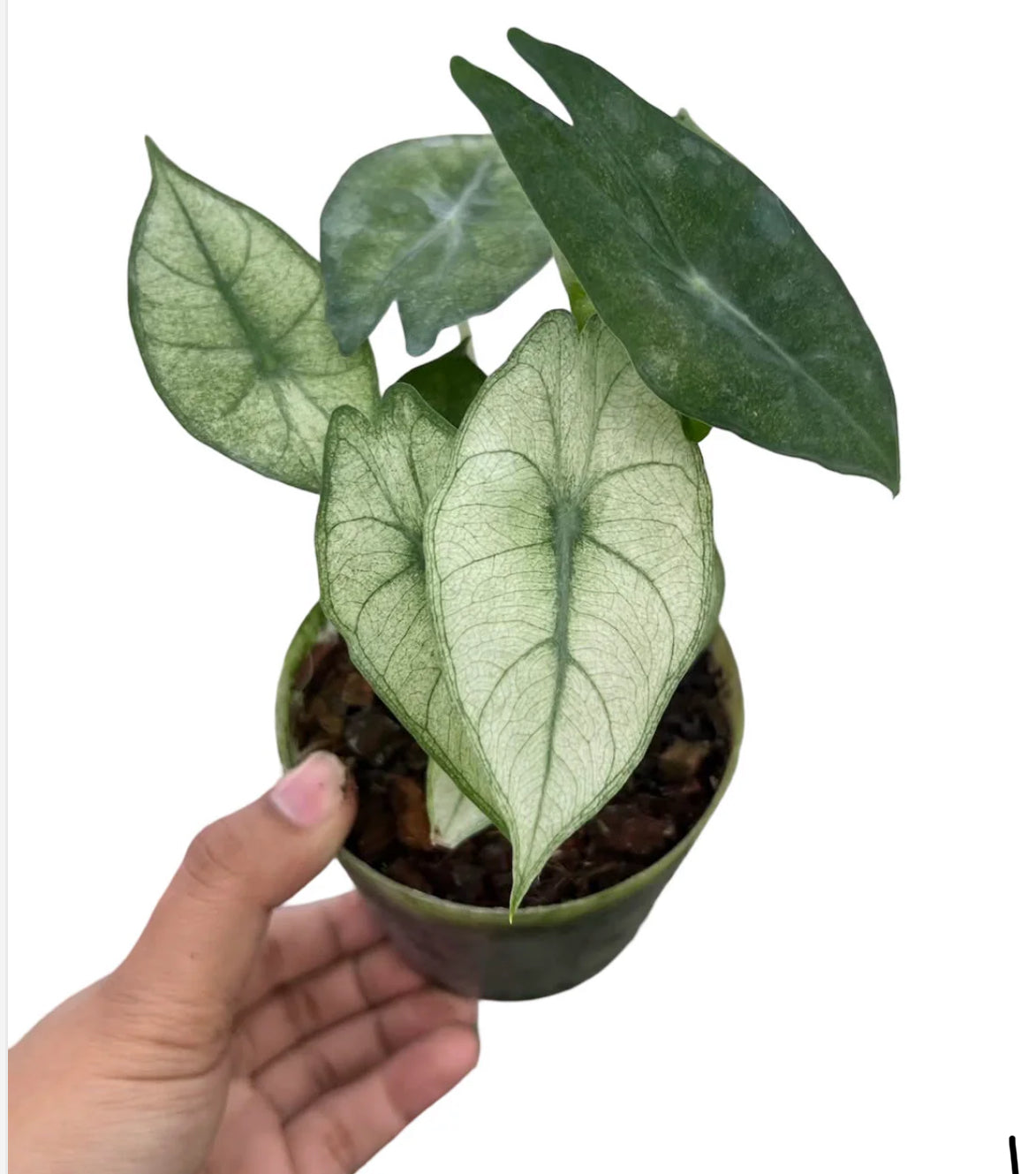 Alocasia Pink Dragon Mint Variegated — Wholesale Set of 3 Plants