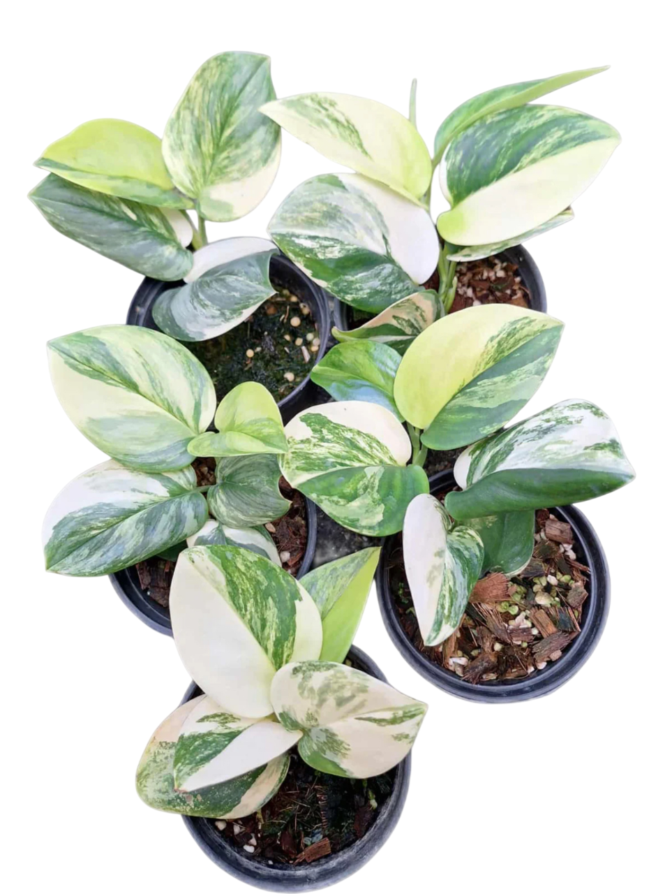 Scindapsus Rubicon Variegated – Set of 3 Plants