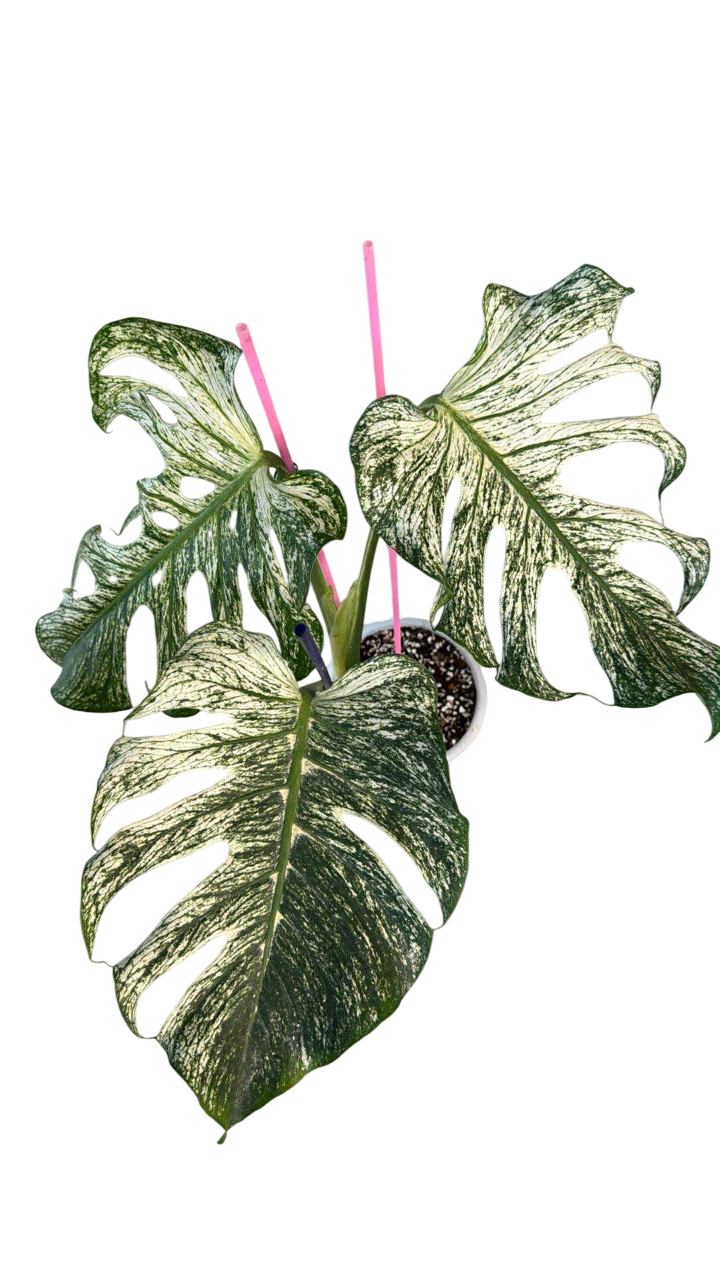 Monstera devil monster – Lucky Plants Thailand