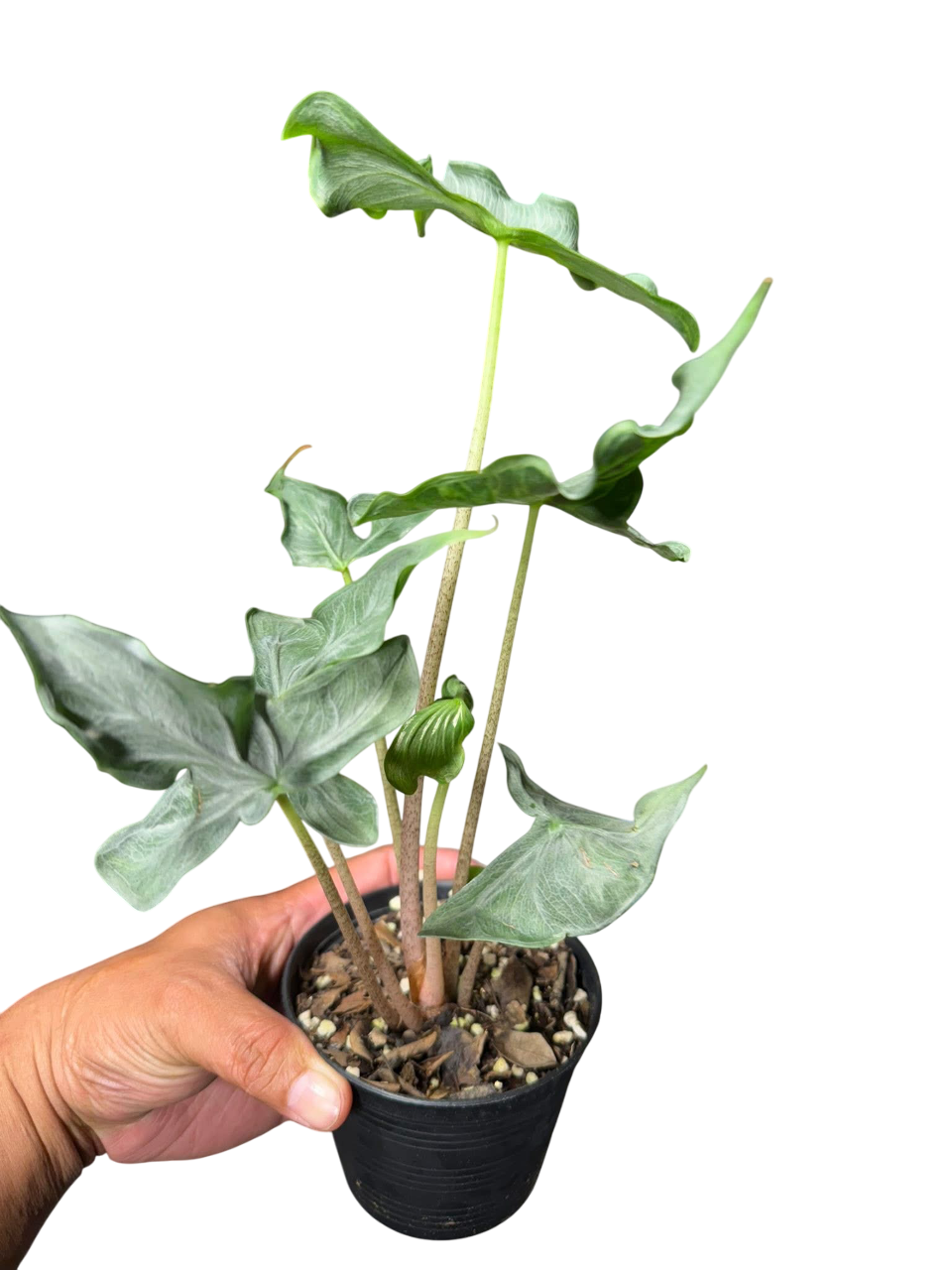 Alocasia “Holy Grail” – Set of 3 Plants – Lucky Plants Thailand