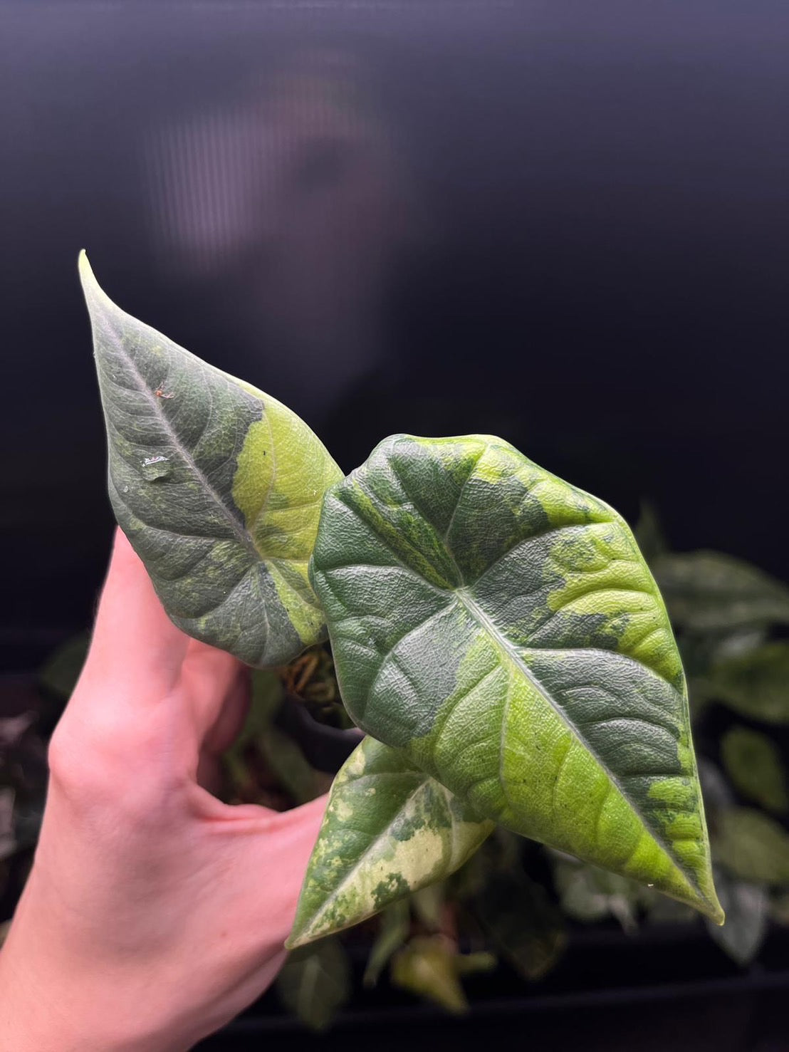 Alocasia Maharani Gold Variegated – Lucky Plants Thailand