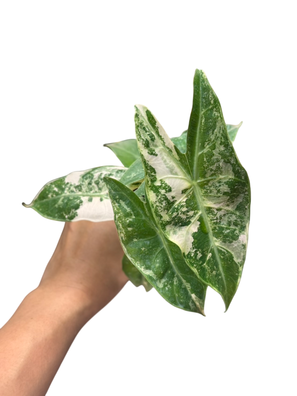 Alocasia “Pink Dragon” Albo Variegated Set of 5 Plants