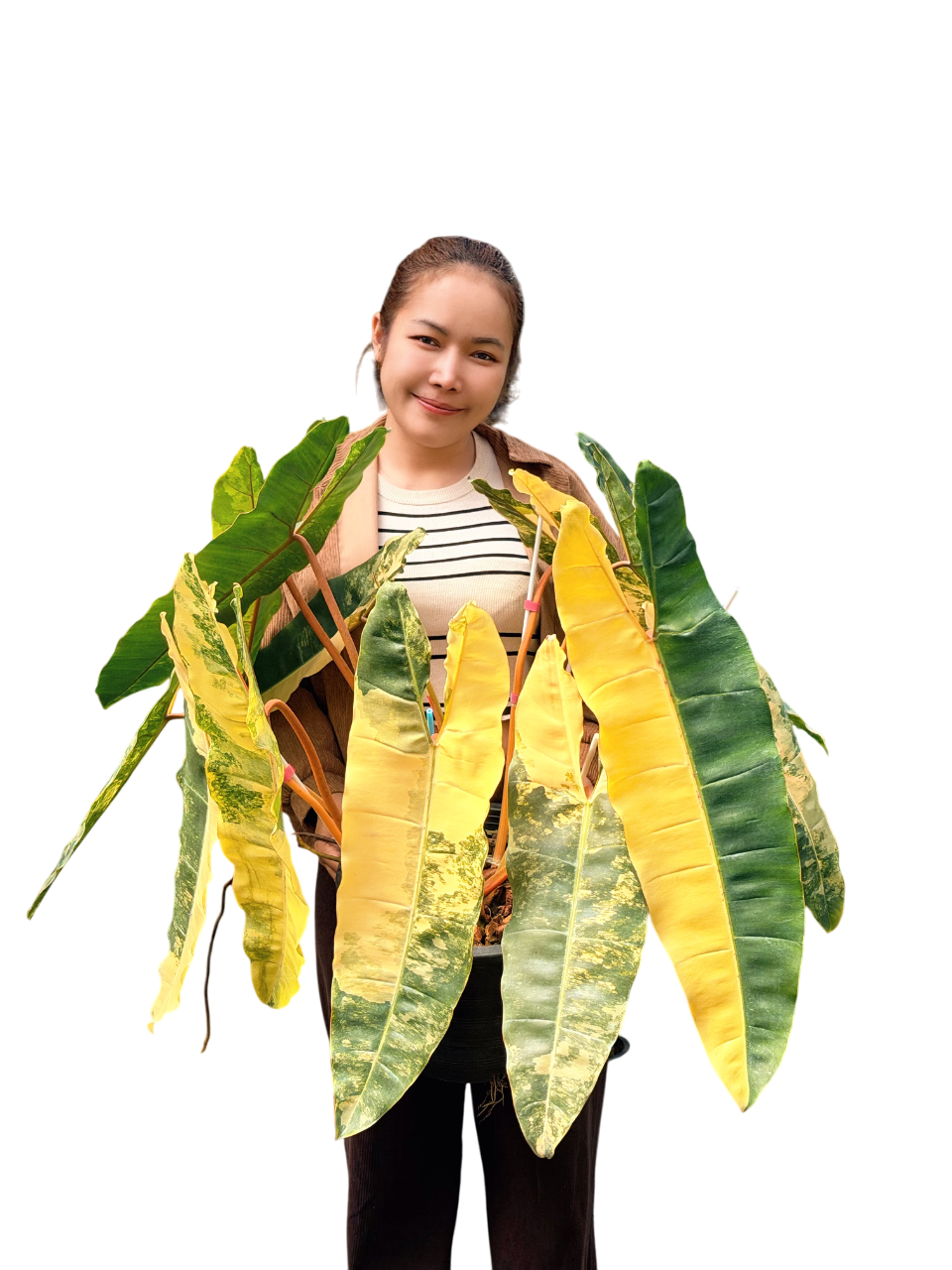 Philodendron Billietiae Variegated – Big Size