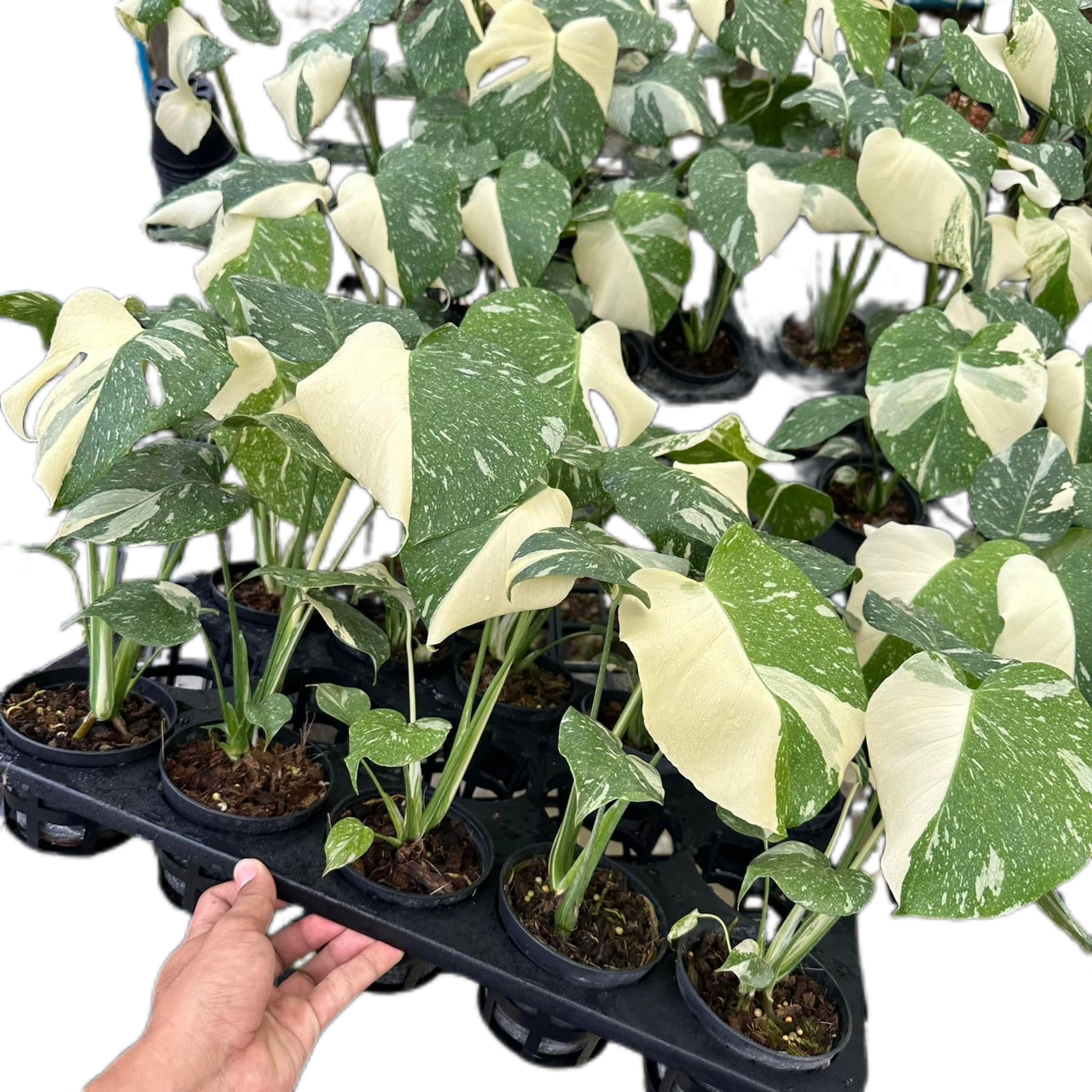 Monstera Thai Constellation Variegated - Set of 10 Plants