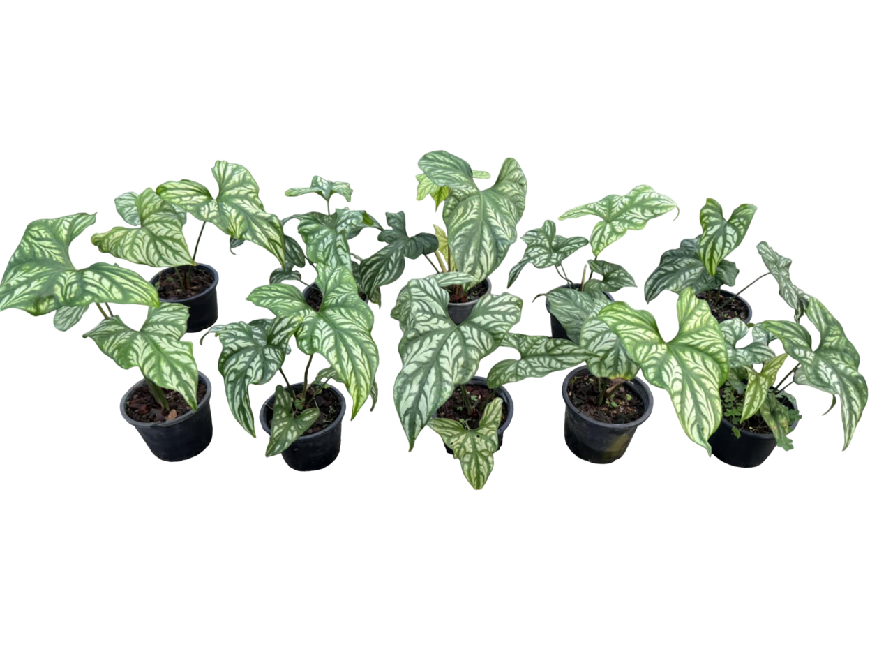 Cercestis mirabilis (N.E. Br.) Bogner Wholesale Set of 10 Plants