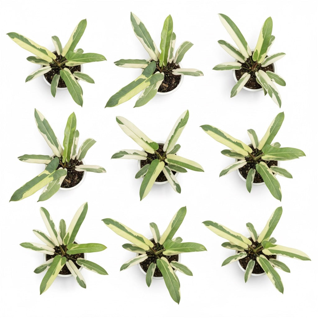 Philodendron Atabapoense Copy Variegated – Lucky Plants Thailand