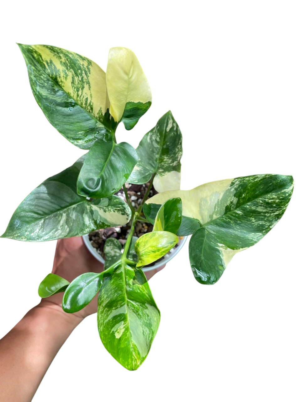 Philodendron Goeldii Variegated