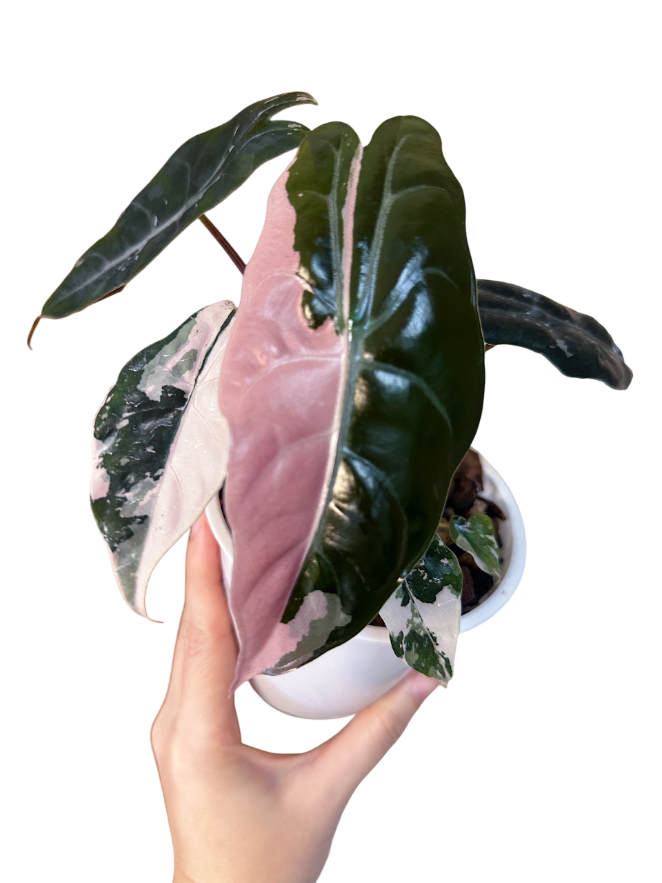Alocasia Chantrieri Pink Variegated