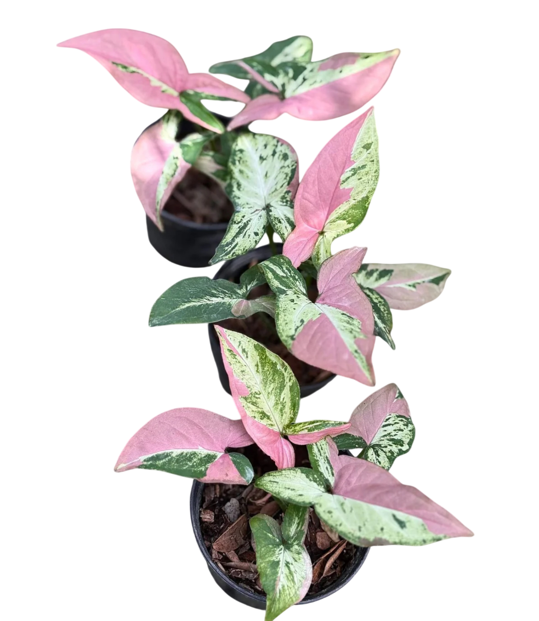 Syngonium tricolor Polly pink. (Set of 3 plants )