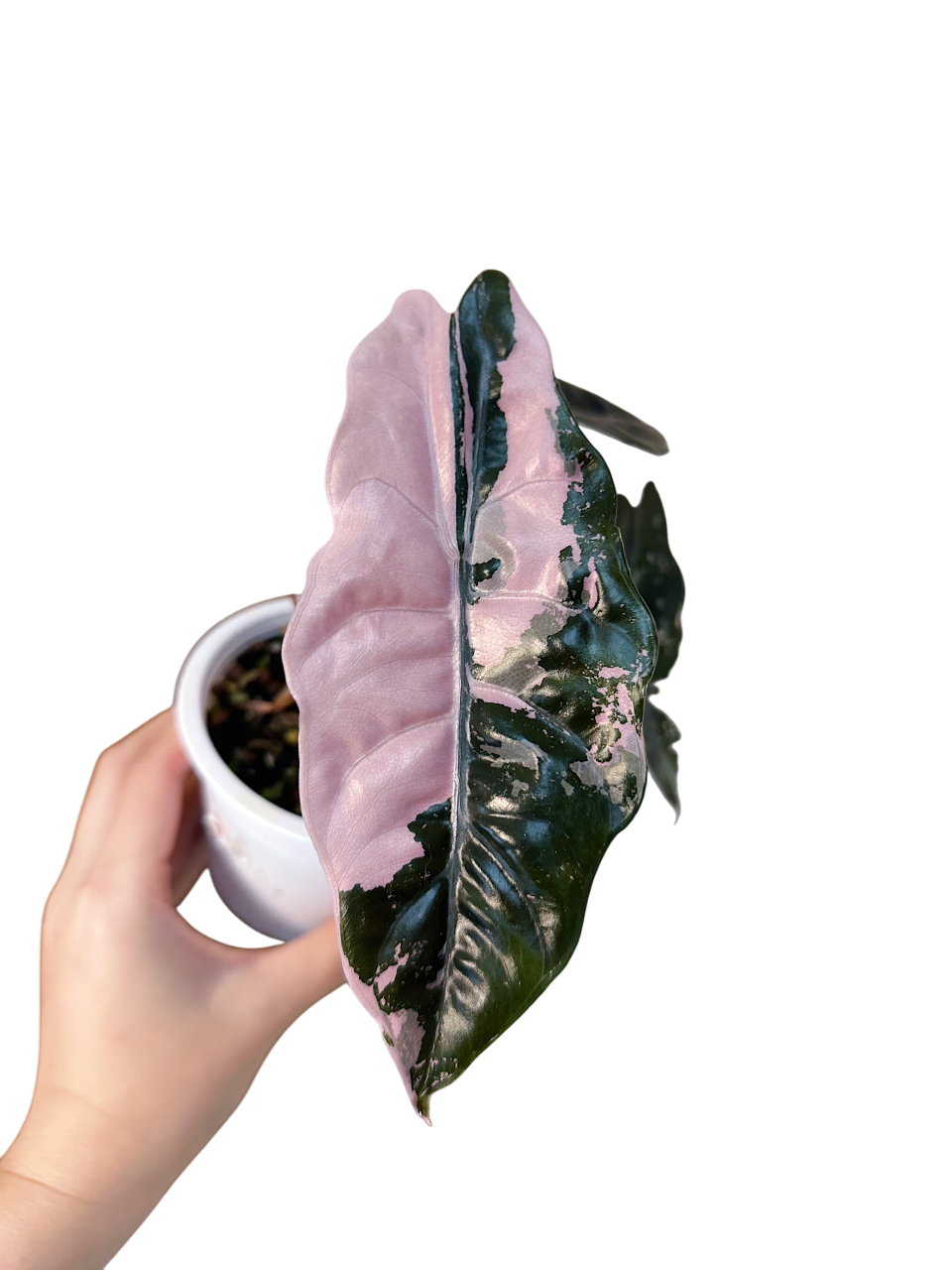 Alocasia Chantrieri Pink Variegated