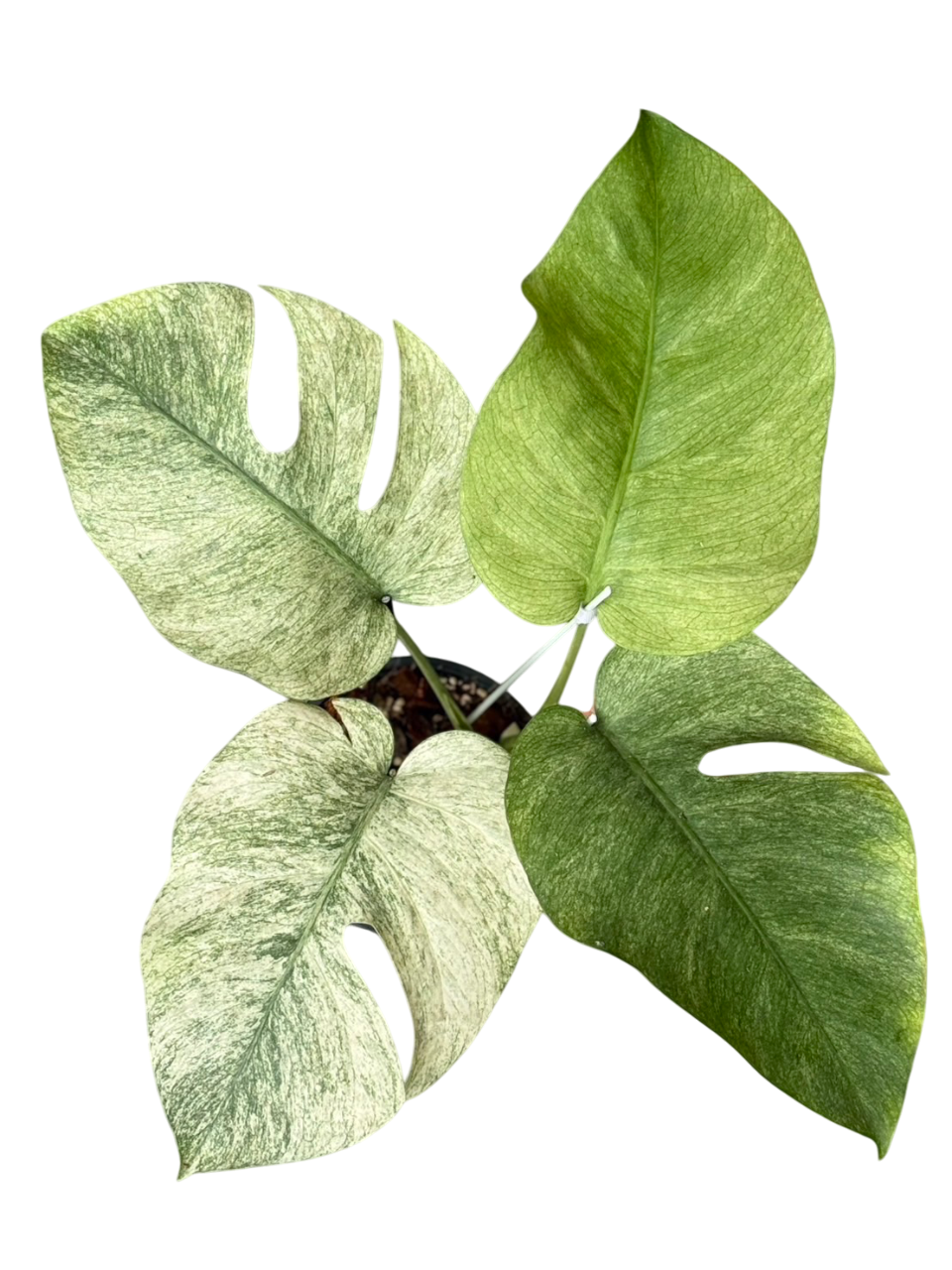 Monstera Borsigiana ‘Full Mint’ Variegated – Set of 3 Plants (Wholesale)