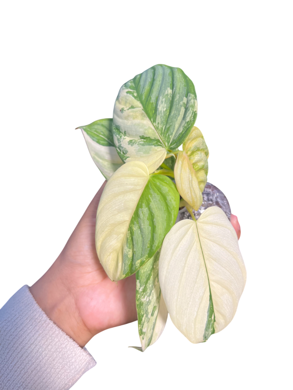 Philodendron Brandtianum Variegated