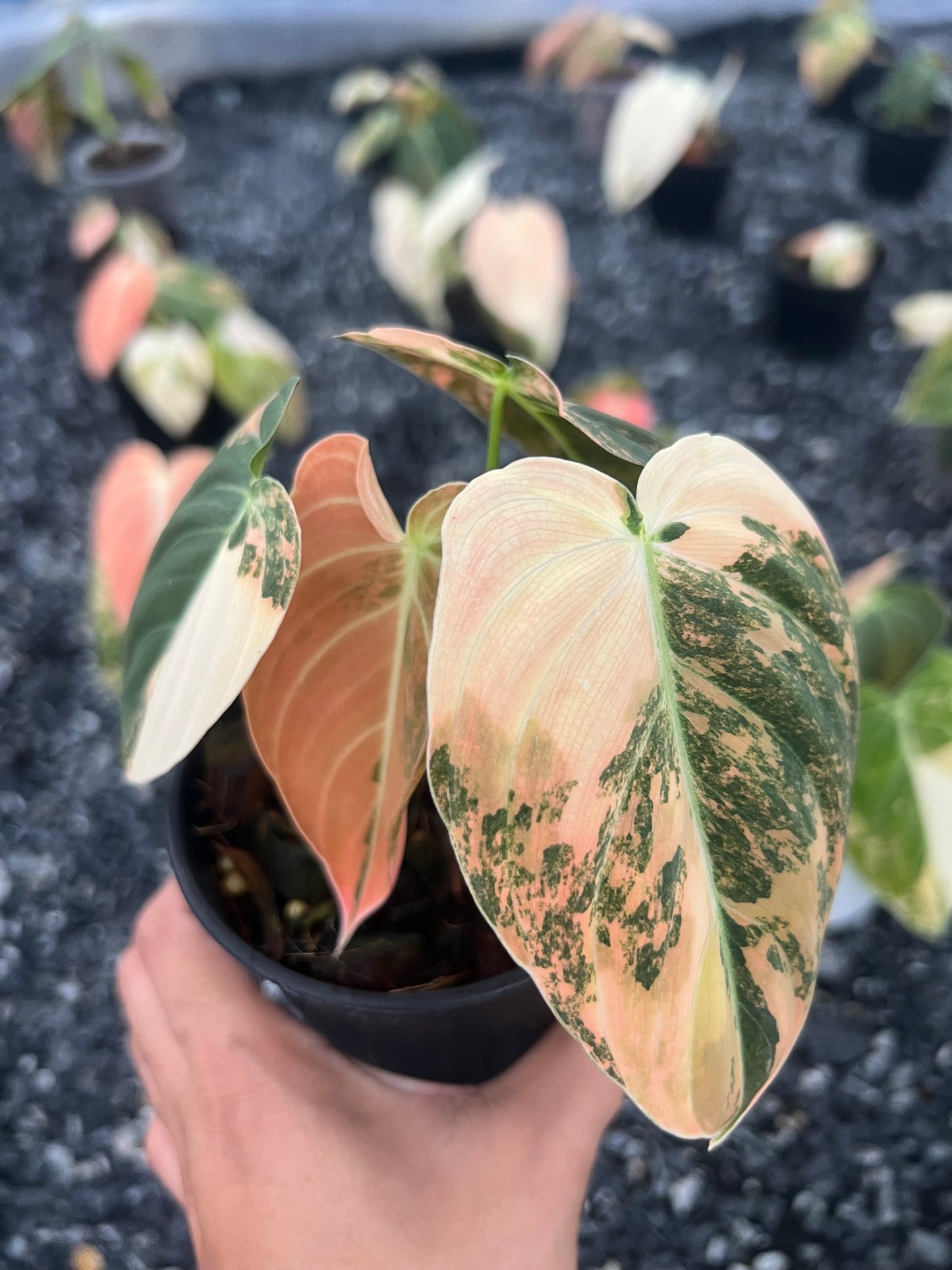 Philodendron Melanochrysum Orange Variegated