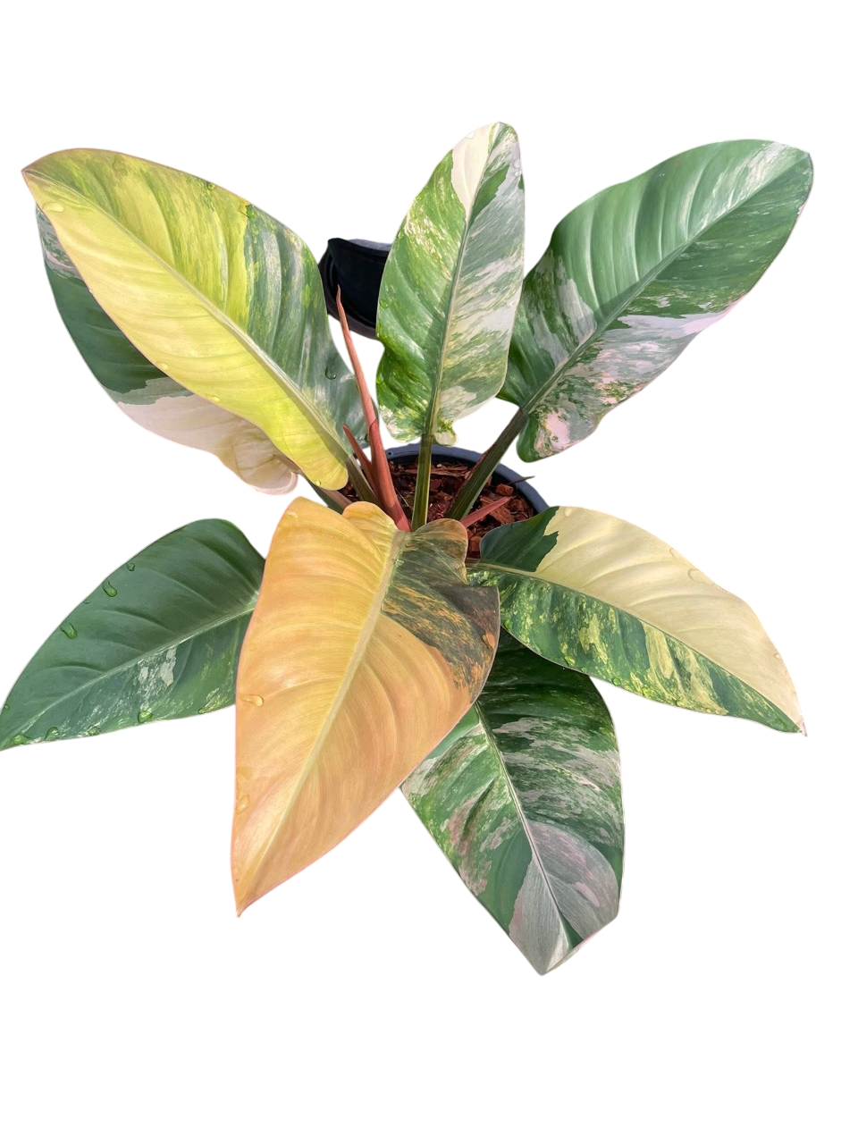 philodendron imperial green variegata Philodendron Imperial Red Variegated
