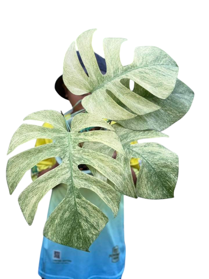 Monstera Borsigiana 'Full Mint' Variegated – Lucky Plants Thailand