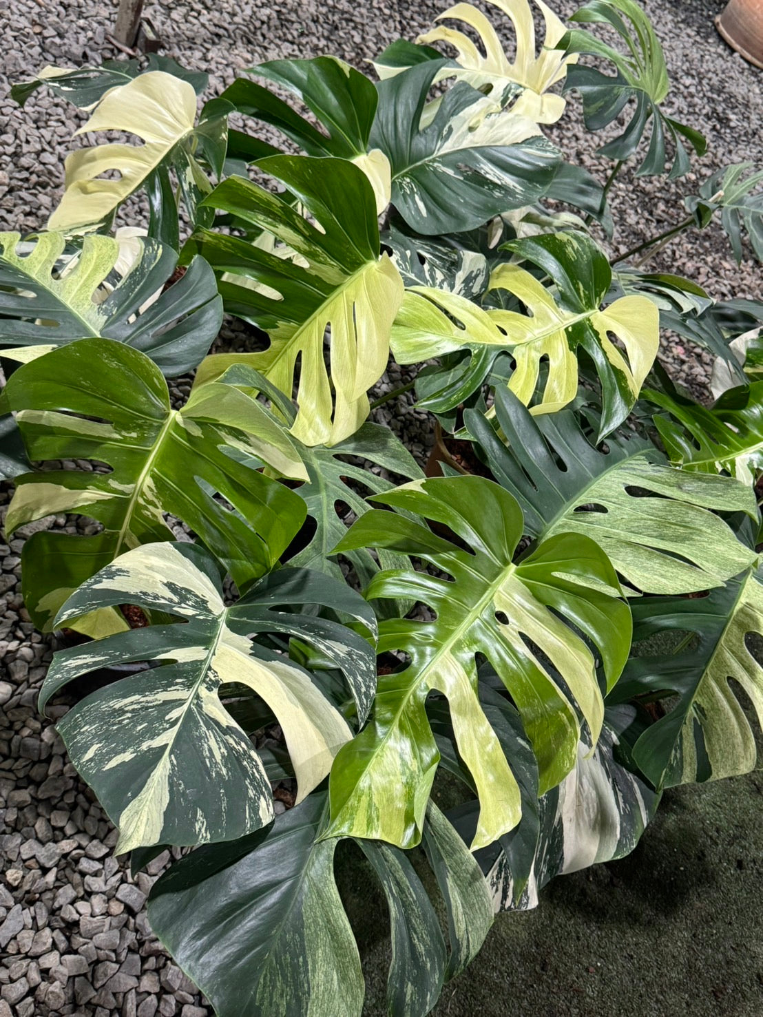 Monstera Borsigiana Mint NOID - Wholesale of 5 Plants