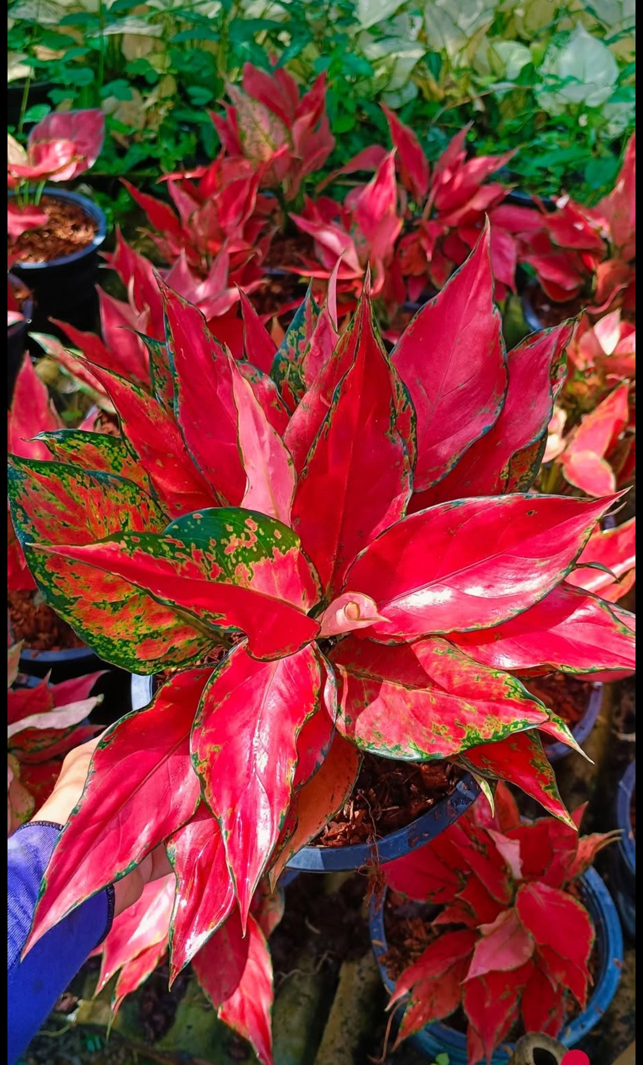 Aglaonema “Manee Rung Ruang” - Set of 10 Plants