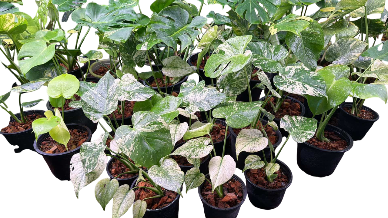 Monstera Deliciosa “Silver Star” Set of 5 plants