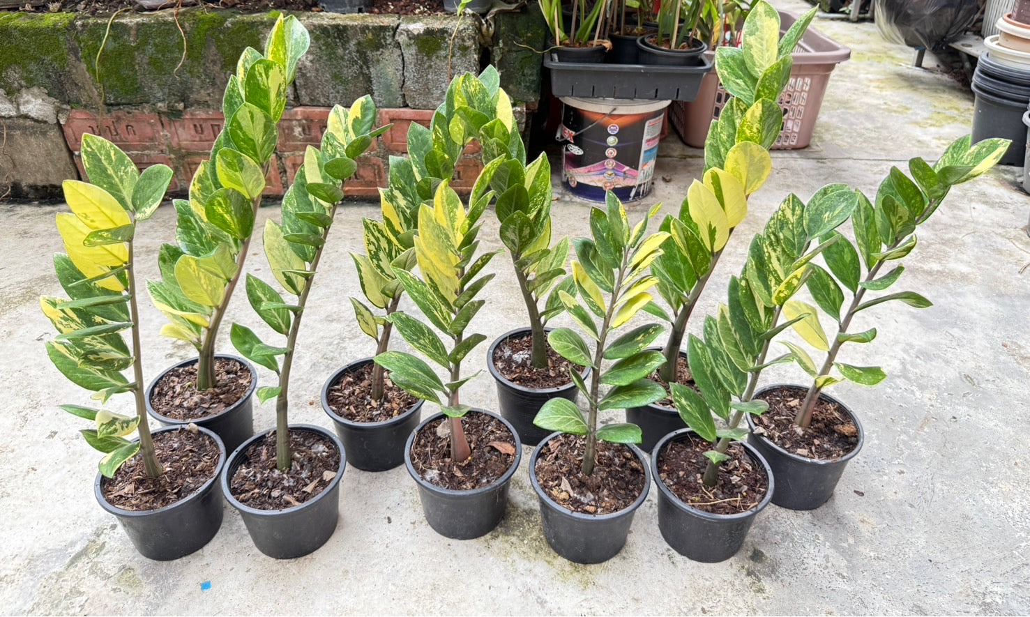 of 10 zz plant Zamioculcas Zamiifolia Variegated