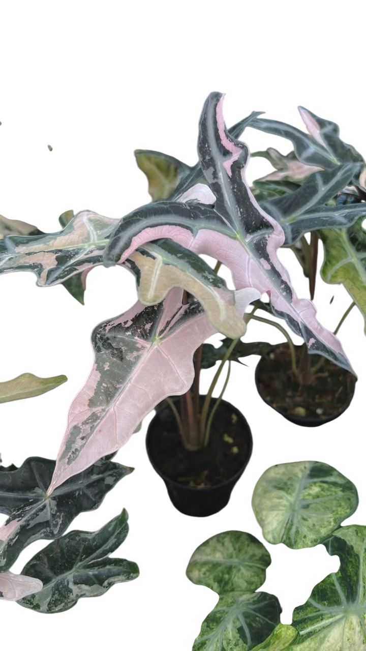 Alocasia “Nobilis” Pink Variegated