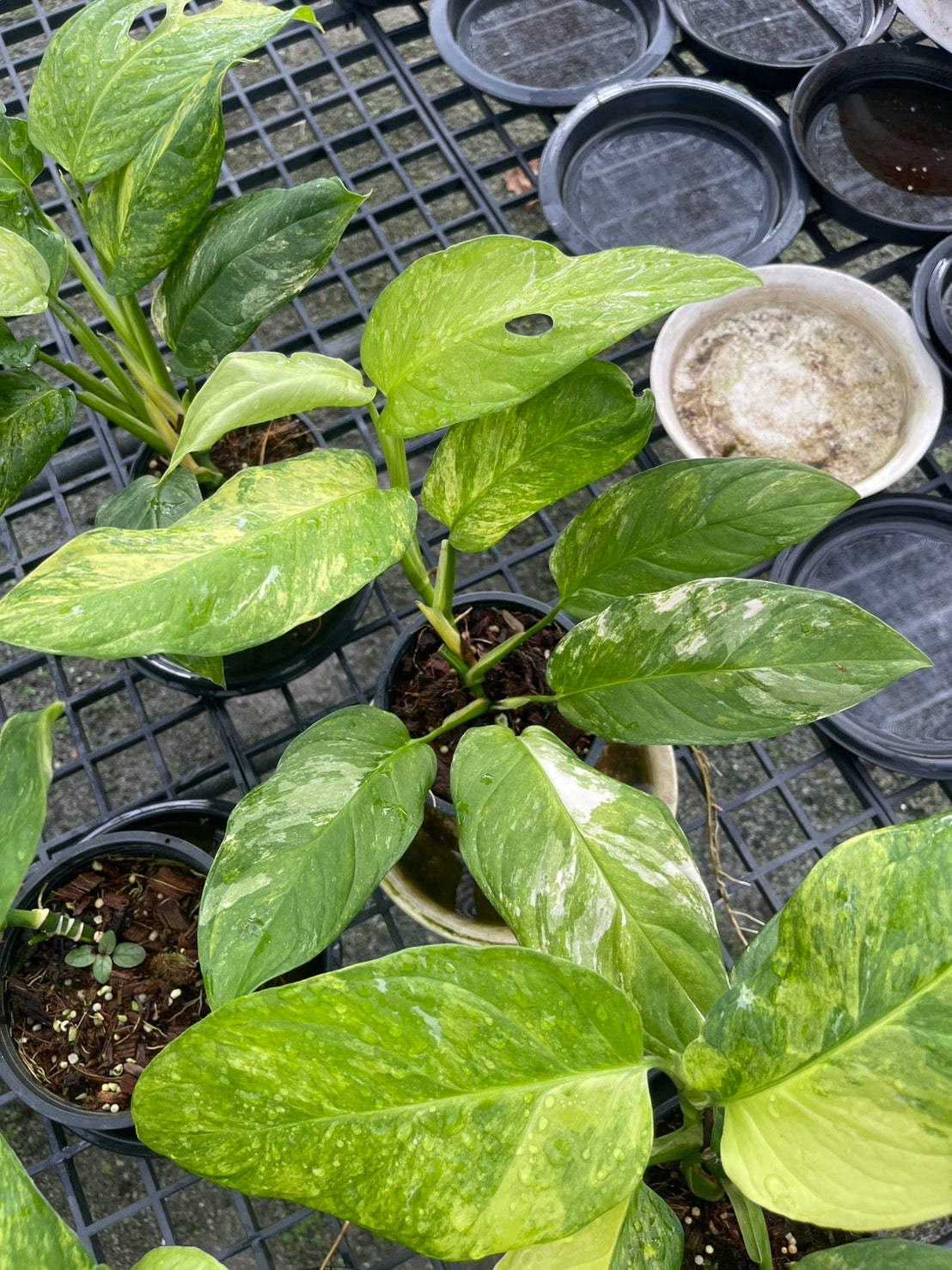 Monstera Obliqua ‘Mayuna’ Variegated – Set of 10