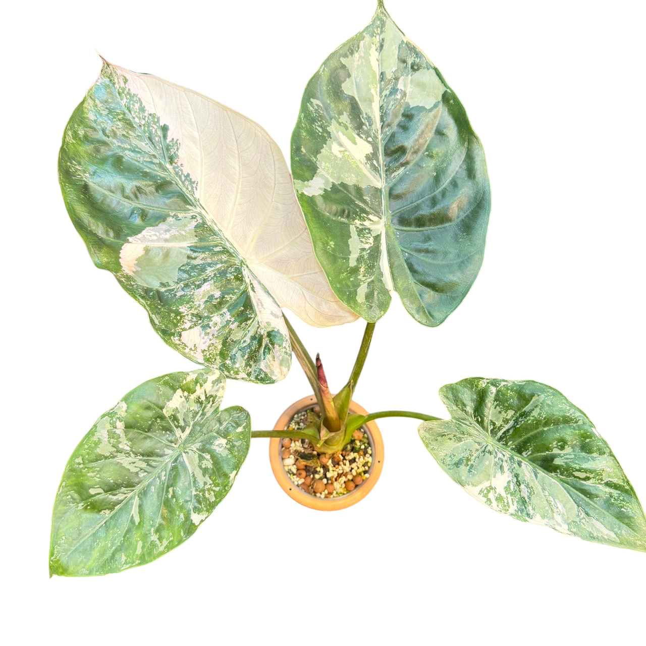Alocasia wentii albo variegated