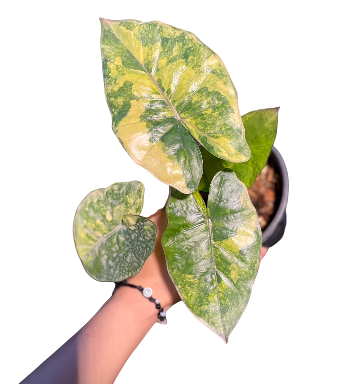 Alocasia Yucatan Princess Variegated