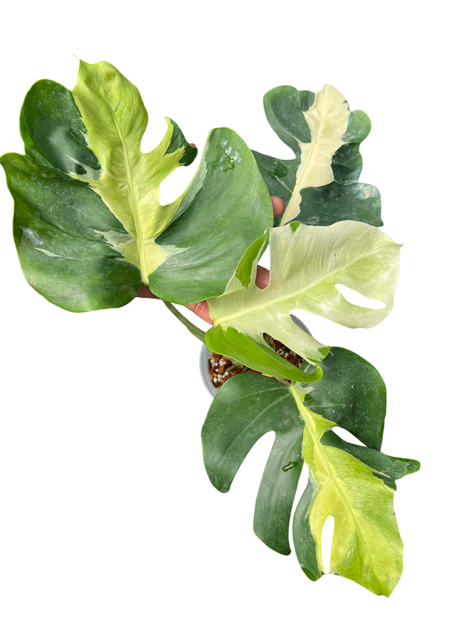 Monstera Deliciosa “White Lava” Variegated 4 leaves