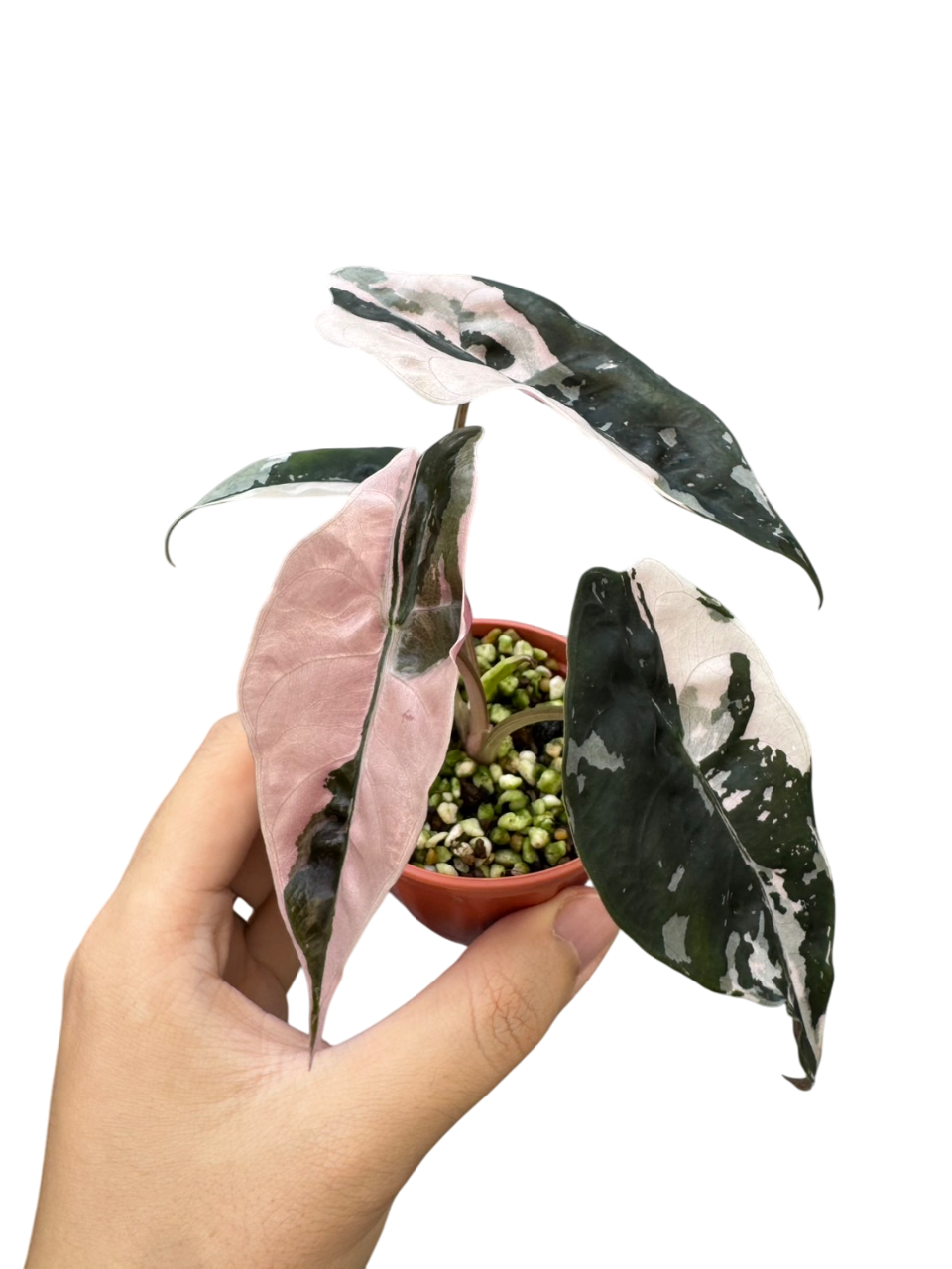 Alocasia Chantrieri Pink Variegated