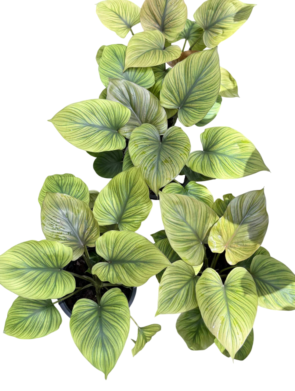 King of Heart Naga (Homalomena rubescens Kunth) β Set of 5 Plants (Wholesale)
