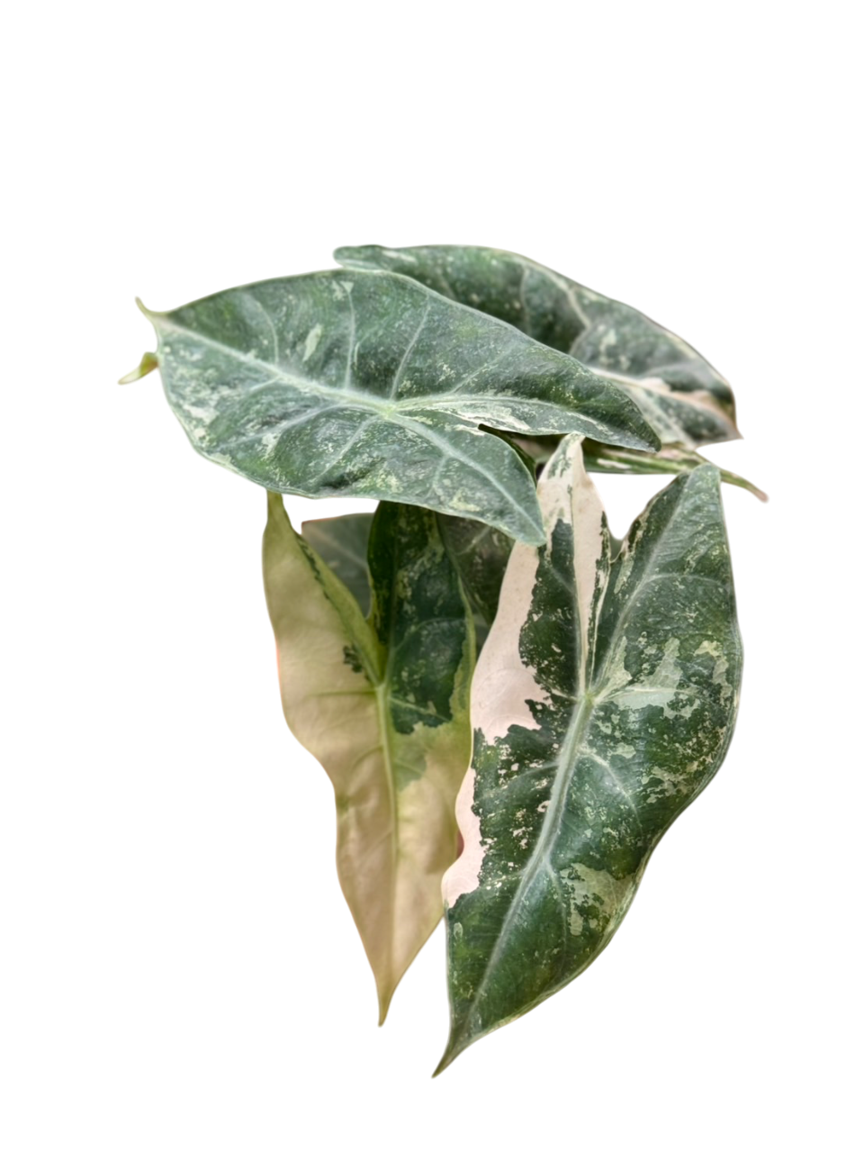 Alocasia “Pink Dragon” Albo Variegated Set of 5 Plants