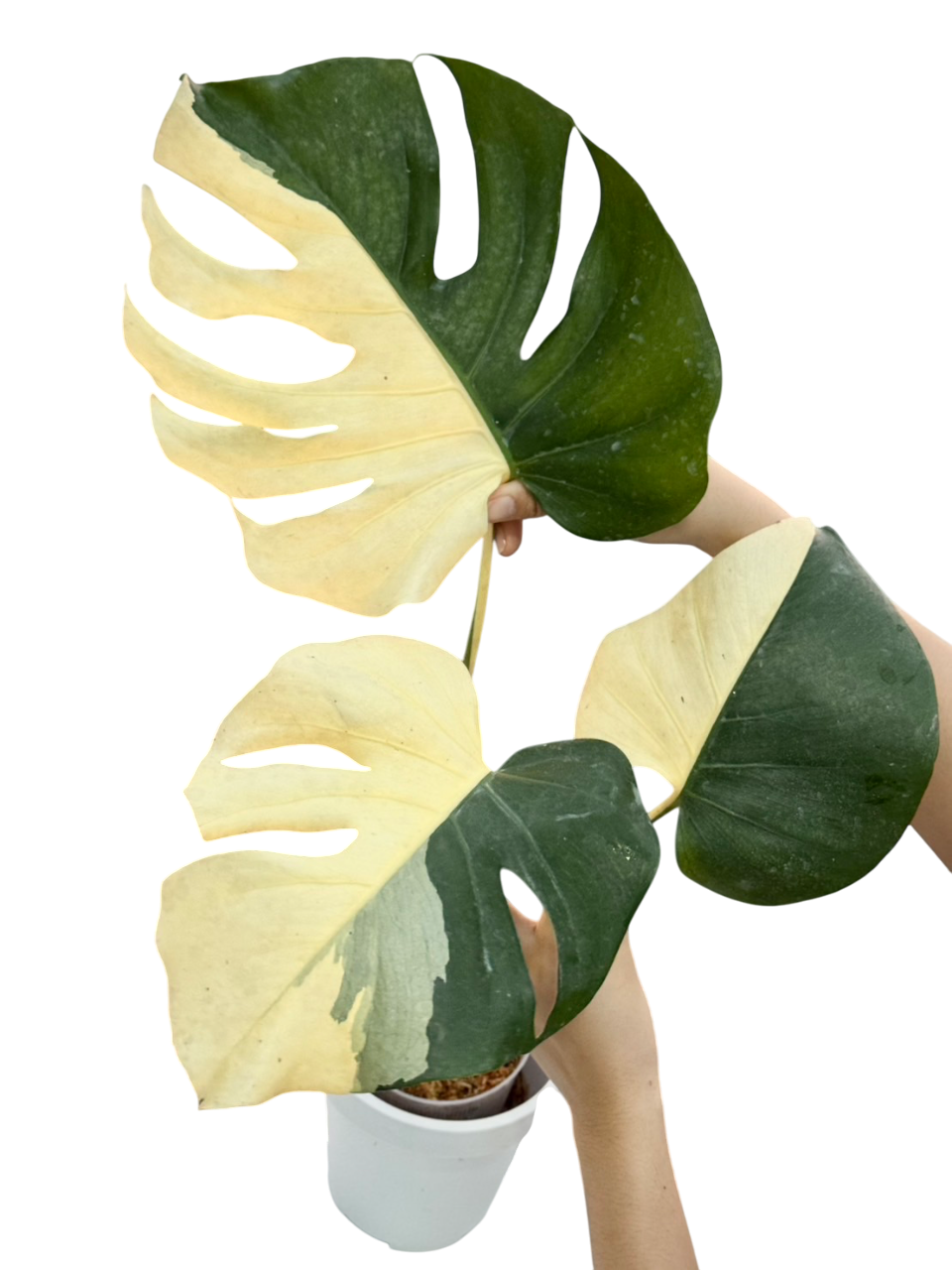 Monstera deliciosa albo