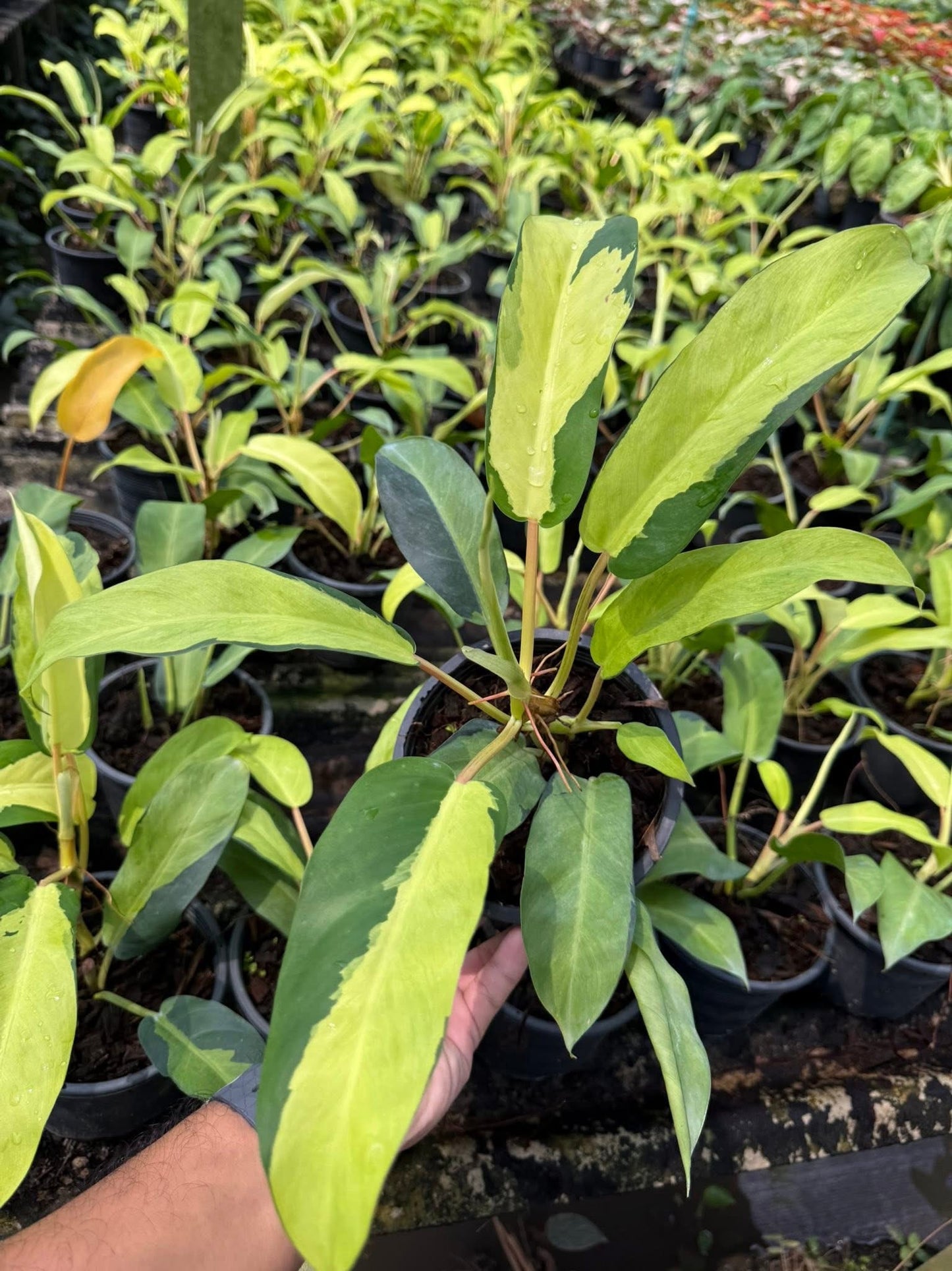 Philodendron Thai sunrise-Set of 10 plants
