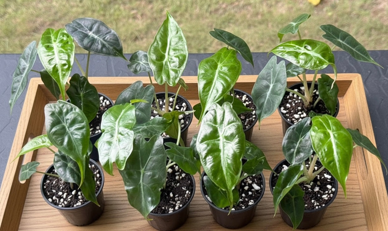 Alocasia “Venom” Wholesale Set of 10 Plants