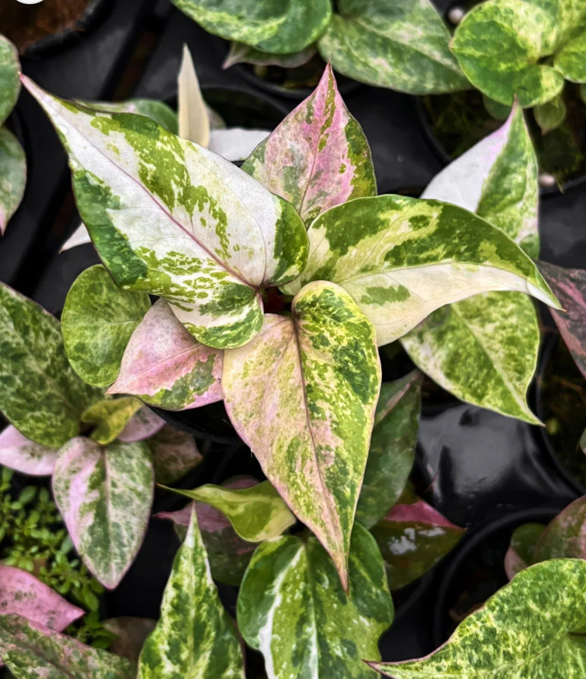 Anthurium Renaissance Variegated (small) (Wholesale Set of 10
