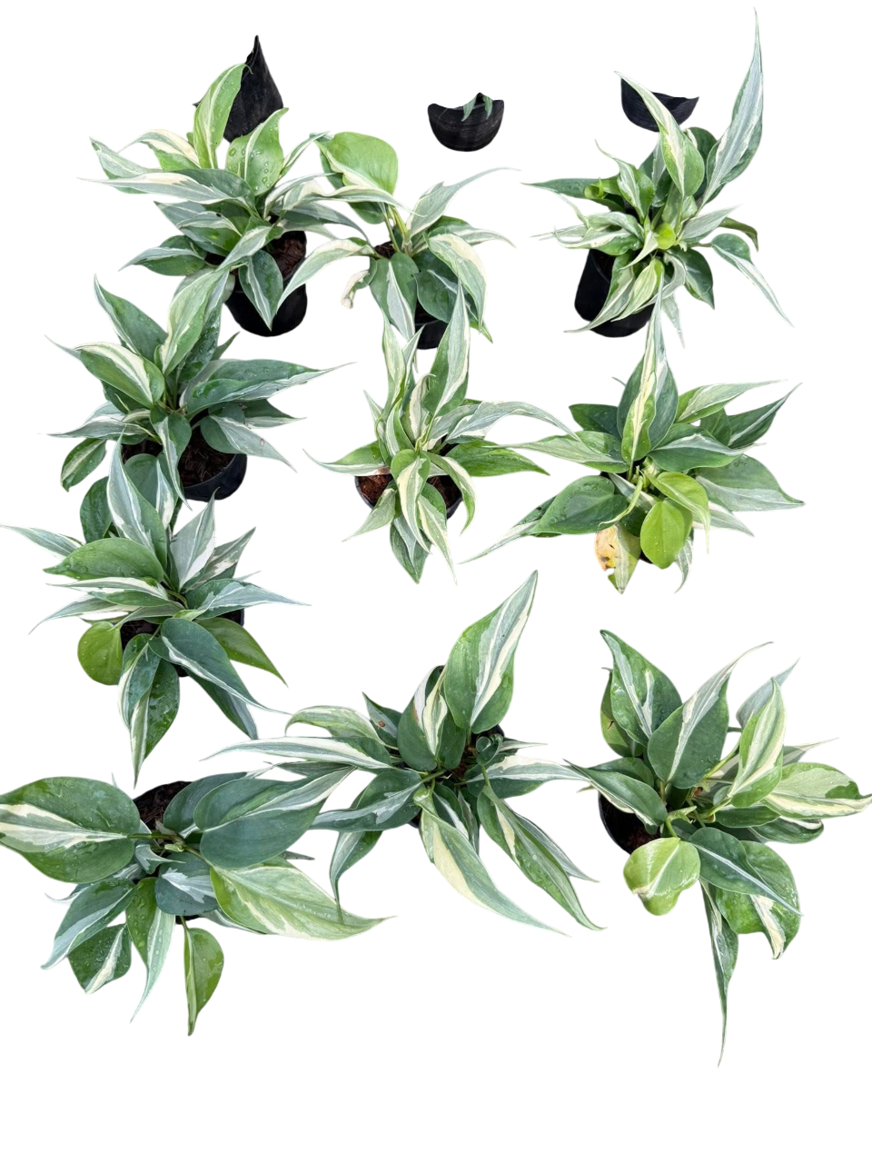Philodendron rio-Set of 10 plants