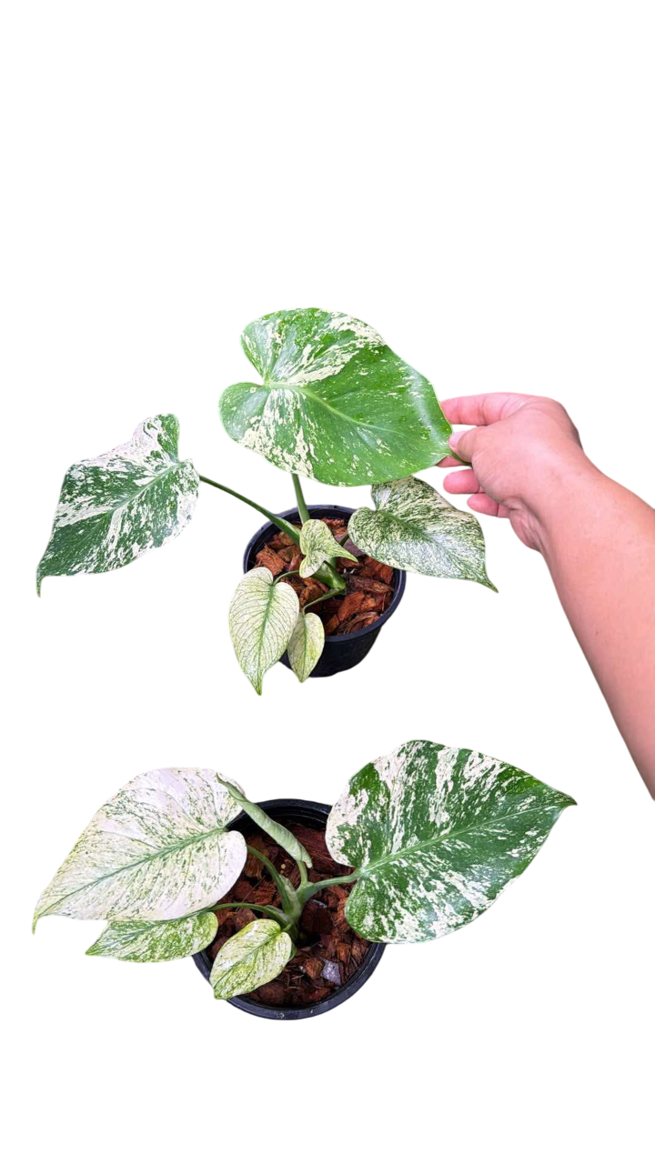 Monstera Deliciosa “Silver Star” Set of 5 plants