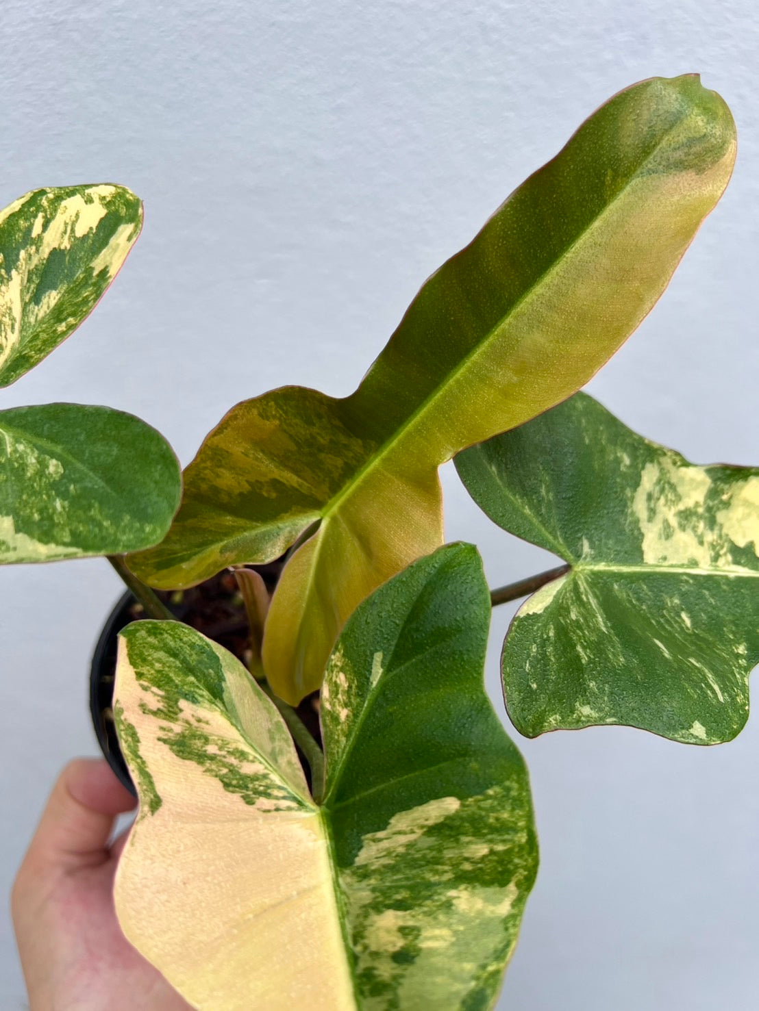 Florida Beauty x Black Billietiae