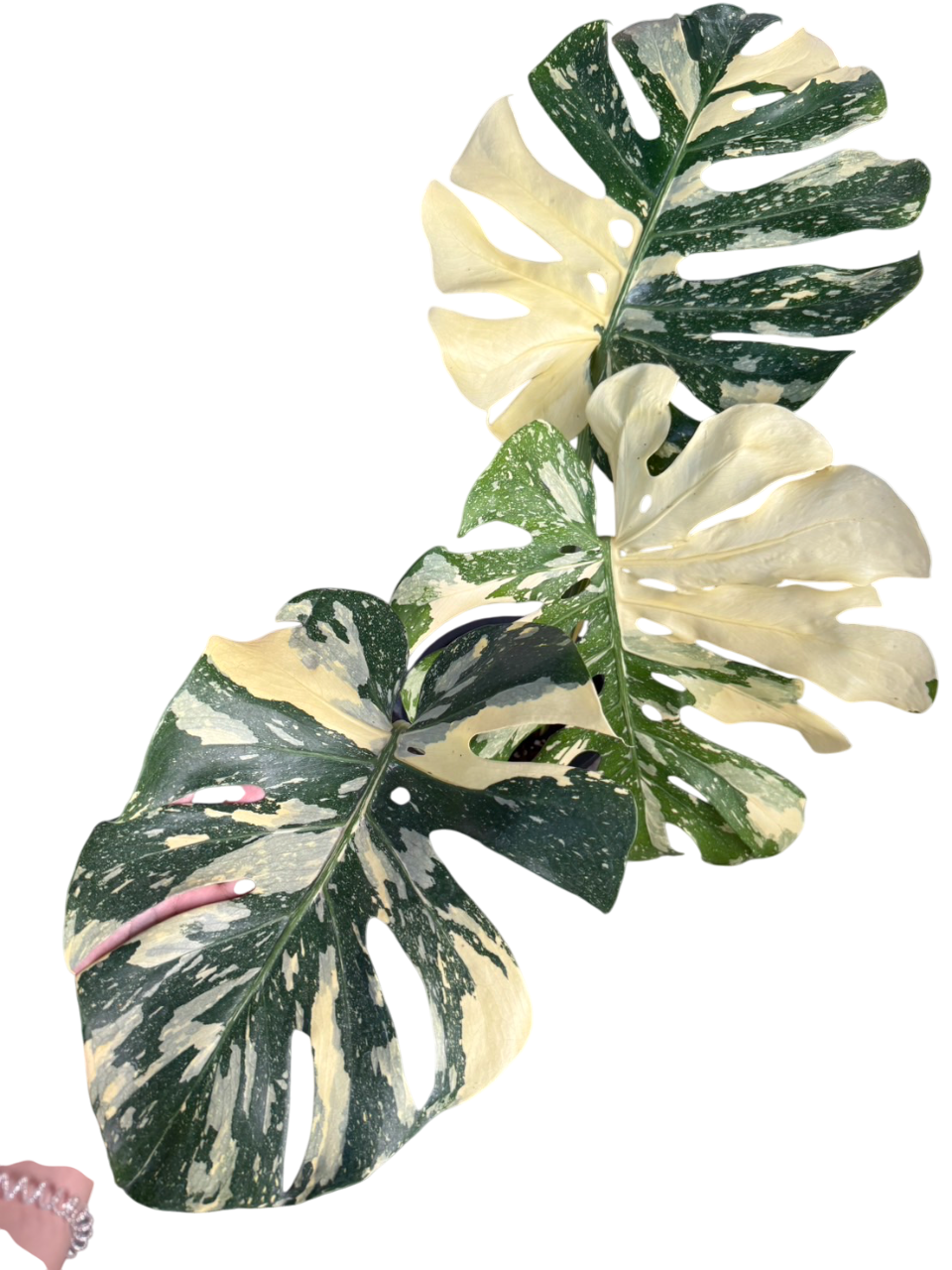 Monstera Deliciosa “Ivory” – Lucky Plants Thailand