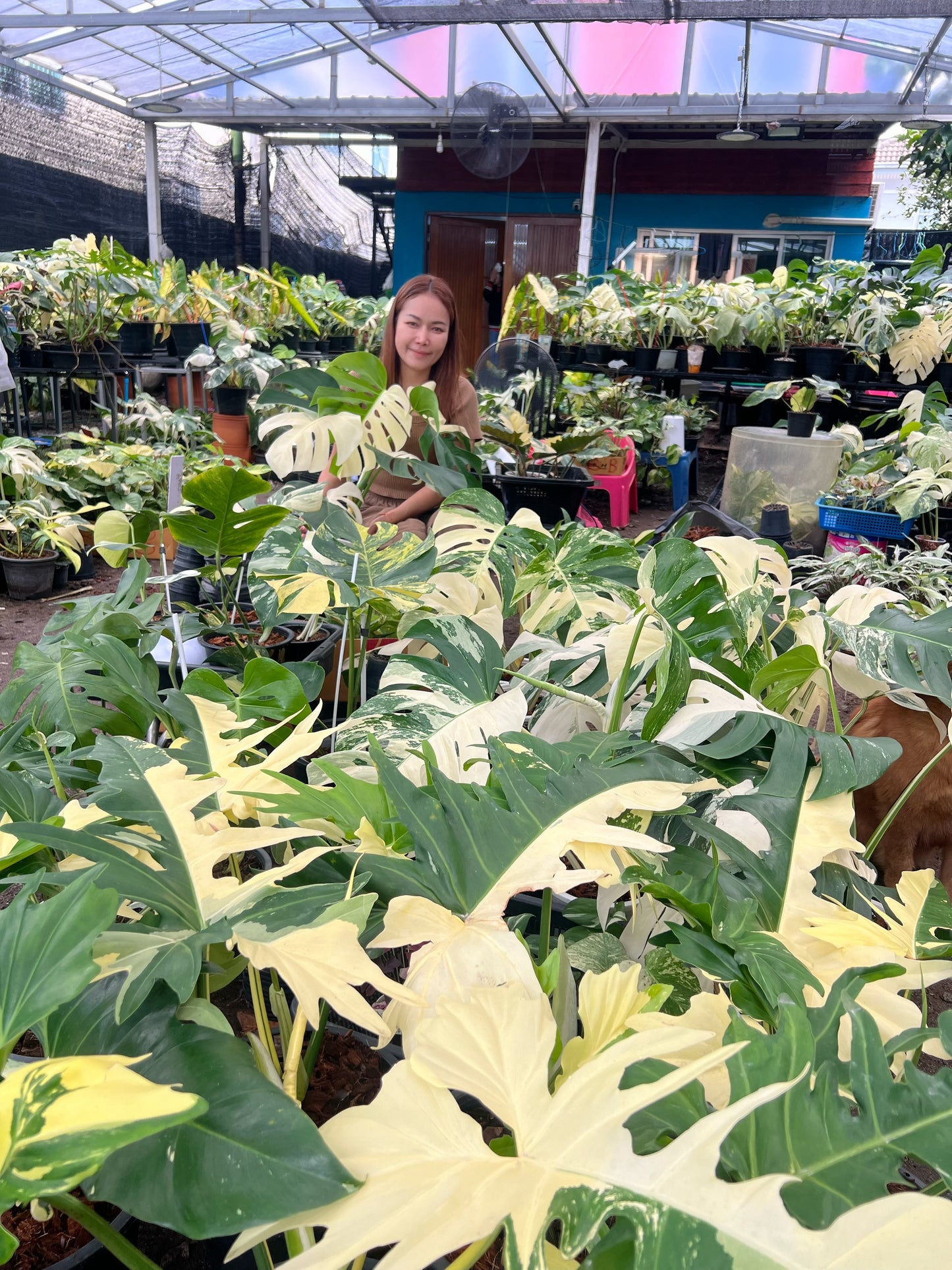 Philodendron Golden Dragon 3-4 Leaves