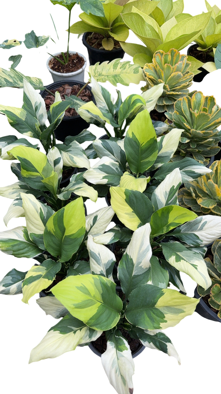Spathiphyllum 'korea Variegated