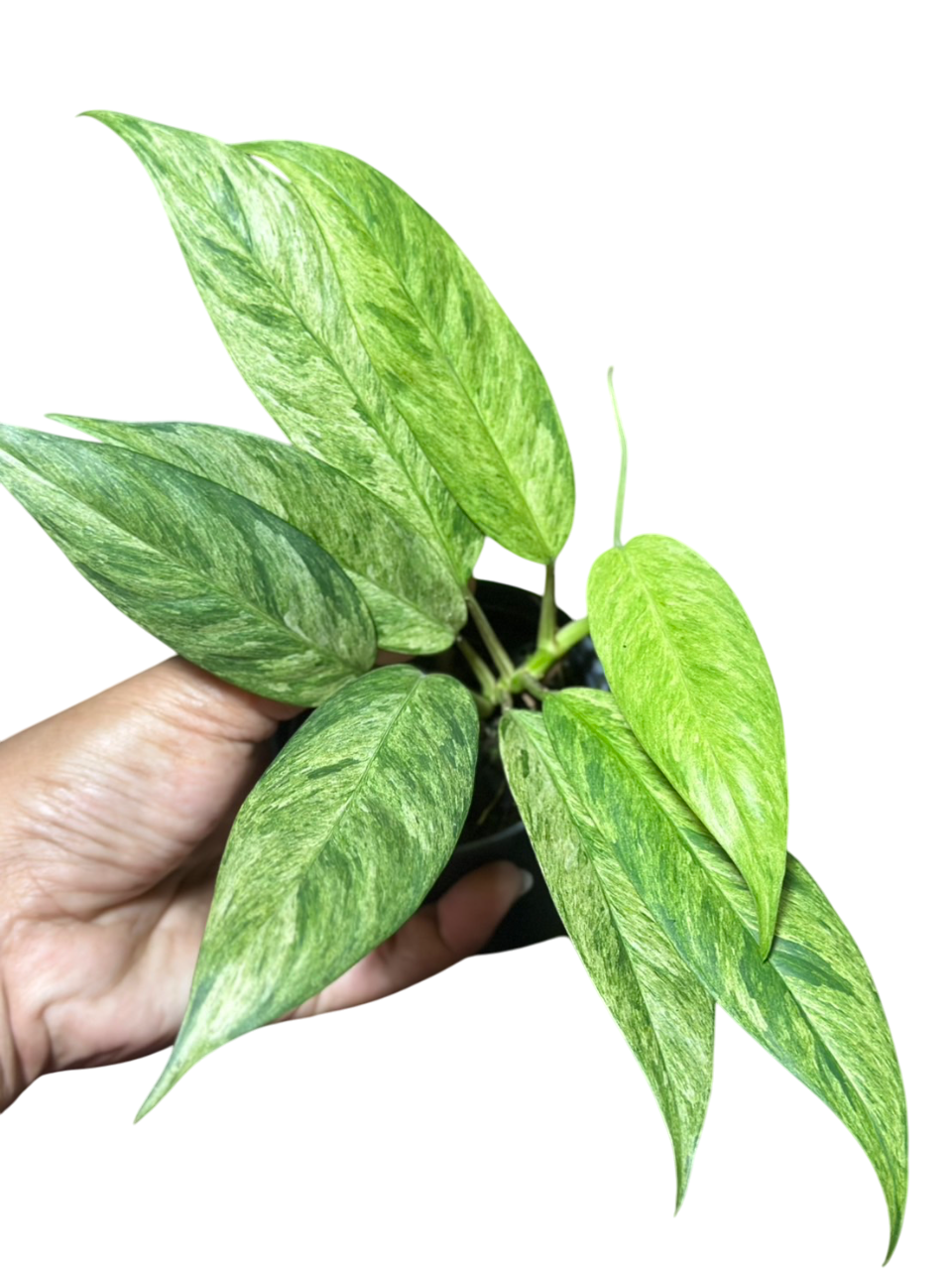 Rhaphidophora lobbii variegated.